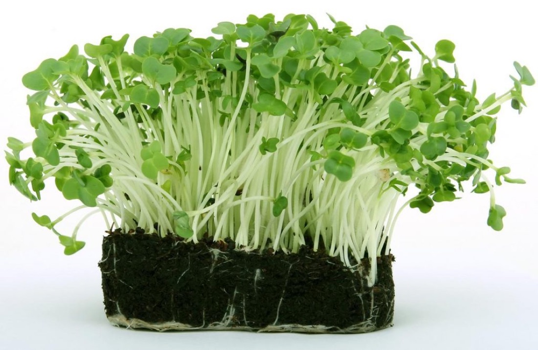 Microverdures ecològiques de créixens