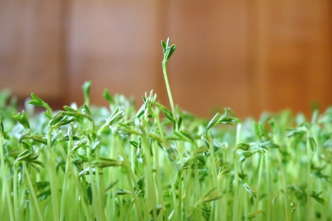 Microverdures ecològiques de llànties