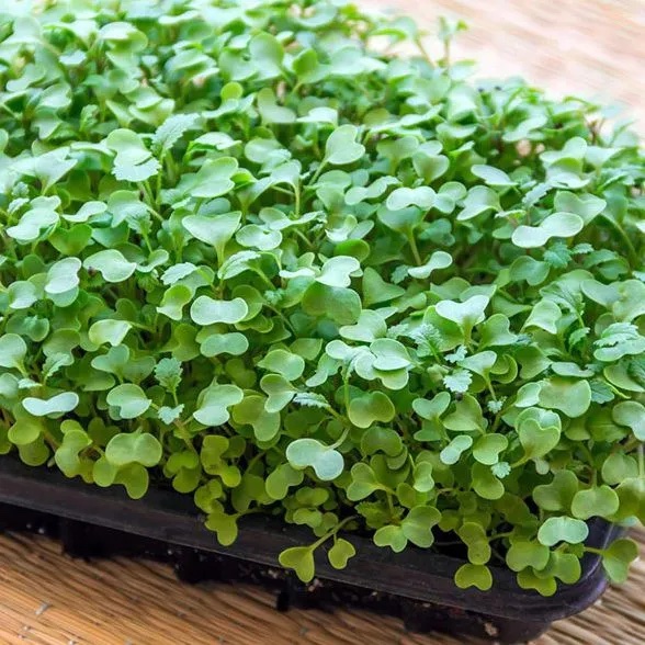 Microverdures ecològiques de mostassa blanca