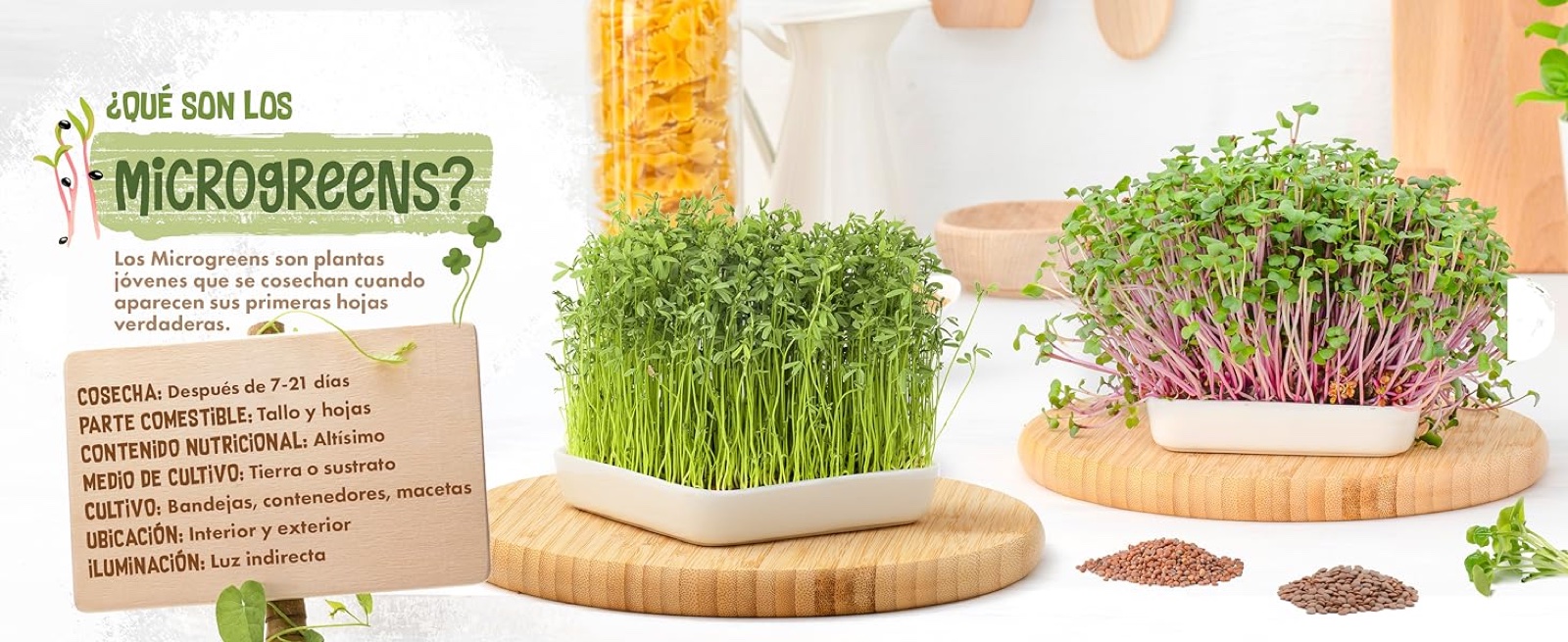 Infografia: què són les microverdures ecològiques, part comestible, cultiu, ubicació i il·luminació