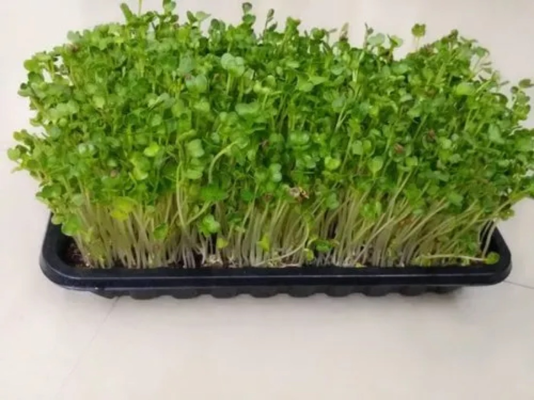 Microverdures ecològiques de rave