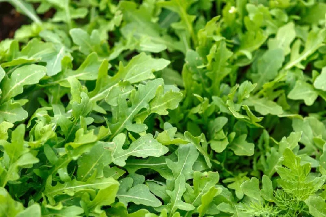 Microverdures ecològiques de rúcula